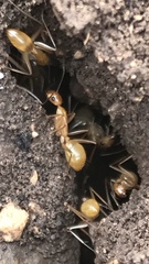 Camponotus festinatus