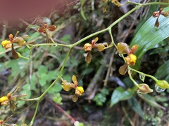 Cyrtochilum