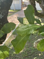 Crescentia cujete