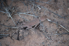 Uta stansburiana uniformis