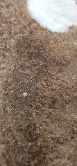 Hexagonia