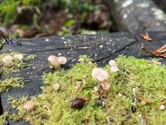 Porotheleaceae