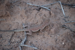 Uta stansburiana uniformis