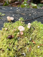 Porotheleaceae