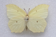 Gonepteryx aspasia