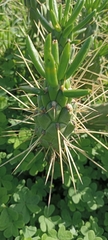 Austrocylindropuntia