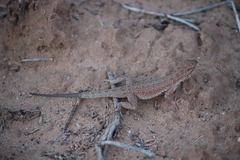Uta stansburiana uniformis
