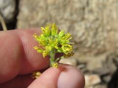 Draba corrugata