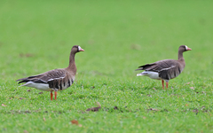 Anser albifrons albifrons