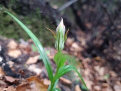 Pterostylis irsoniana