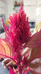 Celosia argentea plumosa