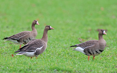 Anser albifrons albifrons