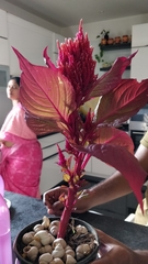 Celosia argentea plumosa