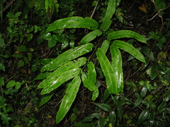 Coniogramme wilsonii