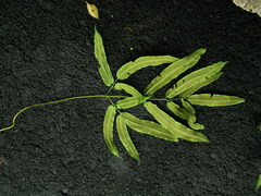 Coniogramme wilsonii