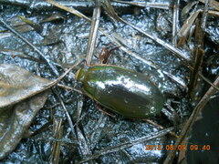 Dytiscus dimidiatus