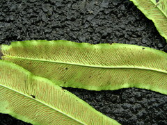 Coniogramme wilsonii