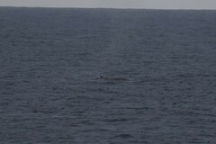 Balaenoptera borealis