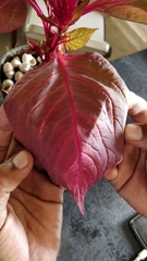 Celosia argentea plumosa