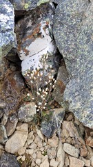 Cardamine thalassica