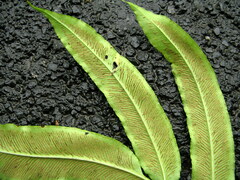 Coniogramme wilsonii