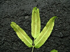 Coniogramme wilsonii