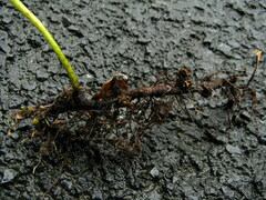 Coniogramme wilsonii