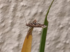 Aristotelia rubidella