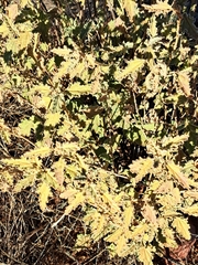 Ambrosia ambrosioides