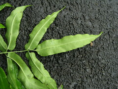 Coniogramme wilsonii