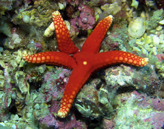 Fromia pacifica