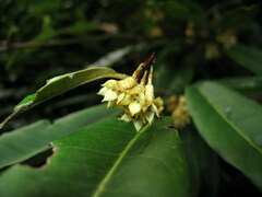 Elaeagnus lanceolata