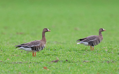 Anser albifrons albifrons