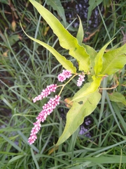 Persicaria senegalensis