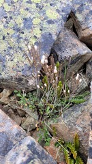 Cardamine thalassica