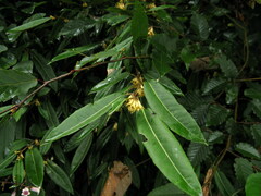 Elaeagnus lanceolata