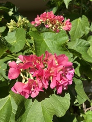 Dombeya wallichii