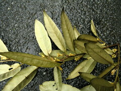 Elaeagnus lanceolata