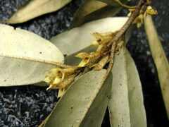 Elaeagnus lanceolata