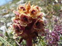 Orobanche alba
