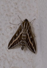 Hyles livornica
