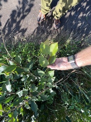 Diospyros virginiana