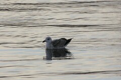 Larus marinus