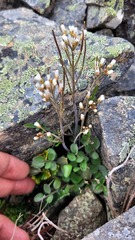 Cardamine thalassica