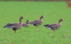 Anser albifrons albifrons