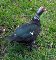 Cairina moschata domestica