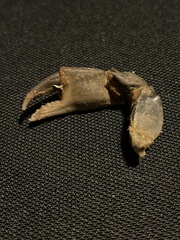 Carcinus maenas