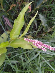 Persicaria senegalensis