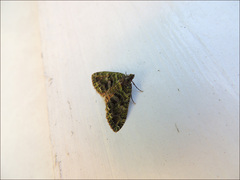 Austrocidaria similata