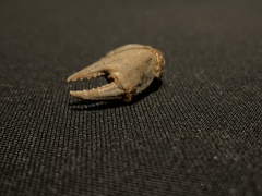 Carcinus maenas